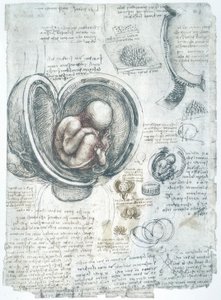 アナトミエステン 作： Leonardo da Vinci